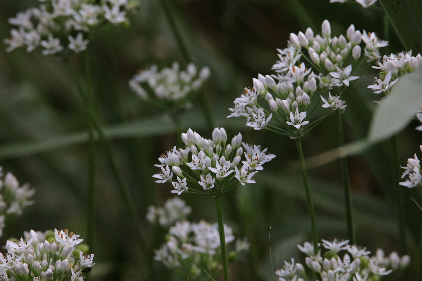 Image of Allium ramosum specimen.