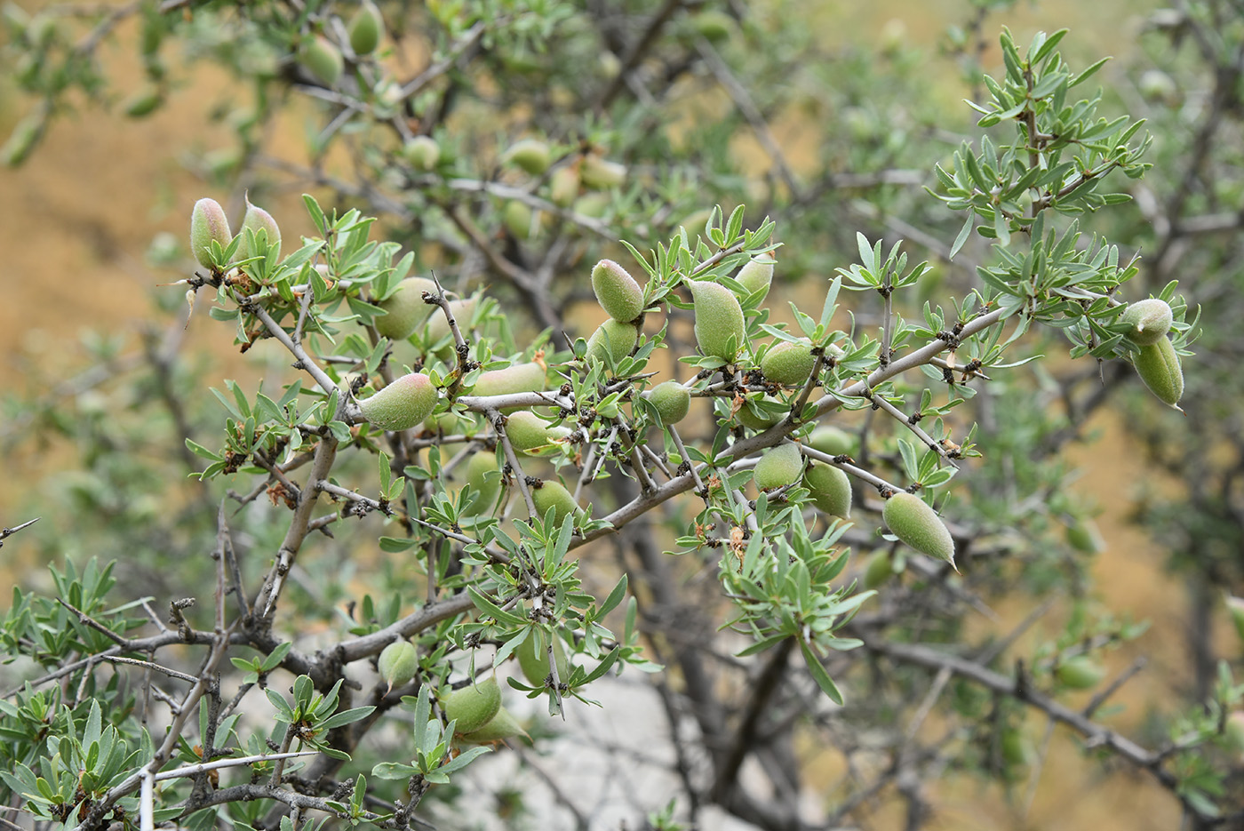 Изображение особи Amygdalus spinosissima.