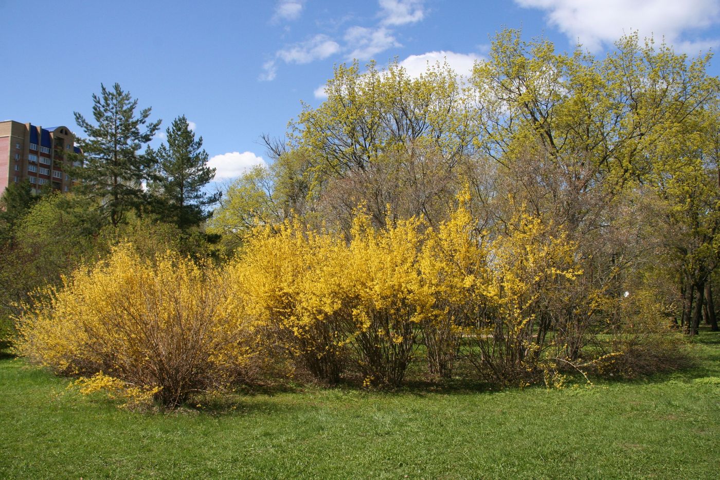 Image of Forsythia × intermedia specimen.