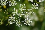 familia Apiaceae. Соцветие. Республика Ингушетия, Джейрахский р-н, заброшенное селение Эгикхал, луг рядом с башнями. 22 июня 2022 г.