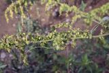 Atriplex sagittata