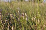 Bromus squarrosus. Сухое соплодие. Крым, Симферопольский р-н, окр. с. Урожайное, р-н дачного посёлка, нарушенная степь. 31.07.2022.