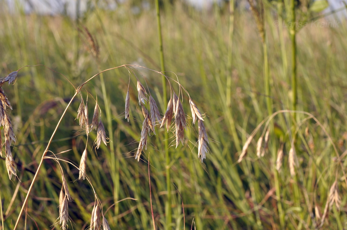 Image of Bromus squarrosus specimen.