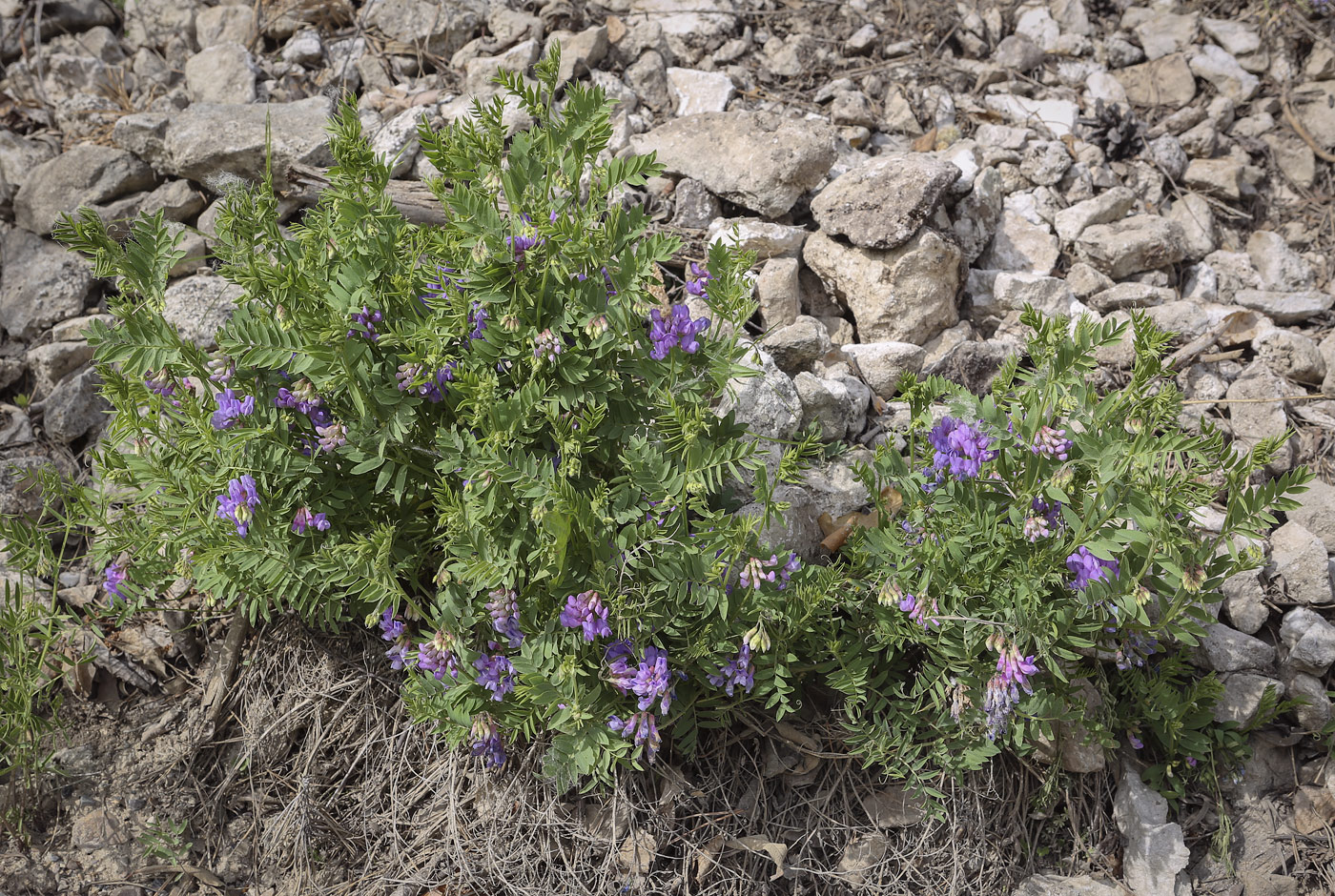 Изображение особи Vicia uralensis.