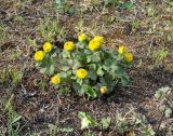 genus Trollius. Расцветающее растение. Иркутская обл., Слюдянский р-н, окр. пос. Култук, пологий склон сопки. 13.05.2022.