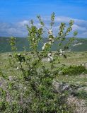 Изображение особи. Автор - Марина Скотникова