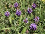 Prunella grandiflora. Верхушки цветущих побегов. Горный Крым, Северная Демерджи, луговая степь. 16.07.2022.