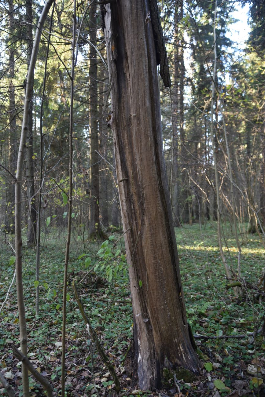 Image of Populus tremula specimen.