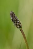 Plantago lanceolata. Соцветие. Ставропольский край, Кавказские Минеральные Воды, Бештаугорский заказник, каменистый склон. 04.05.2014.