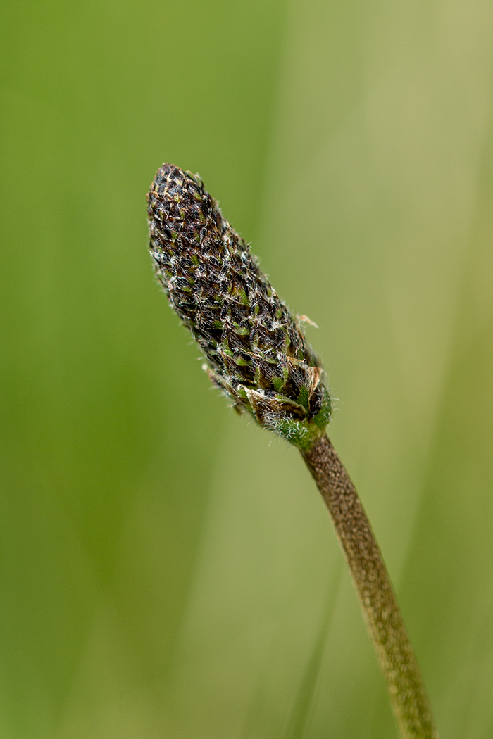 Изображение особи Plantago lanceolata.