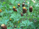 Trifolium spadiceum