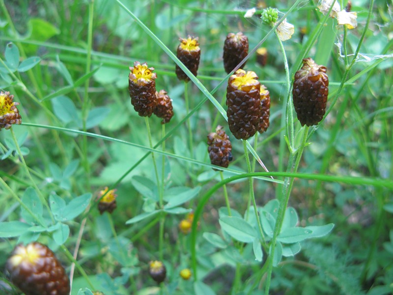 Изображение особи Trifolium spadiceum.