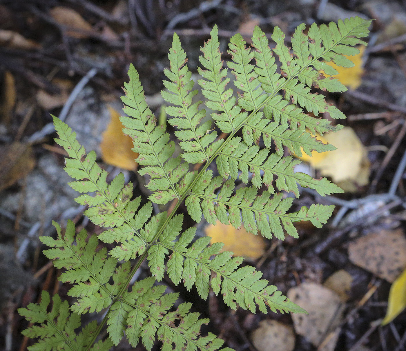 Image of Dryopteris carthusiana specimen.