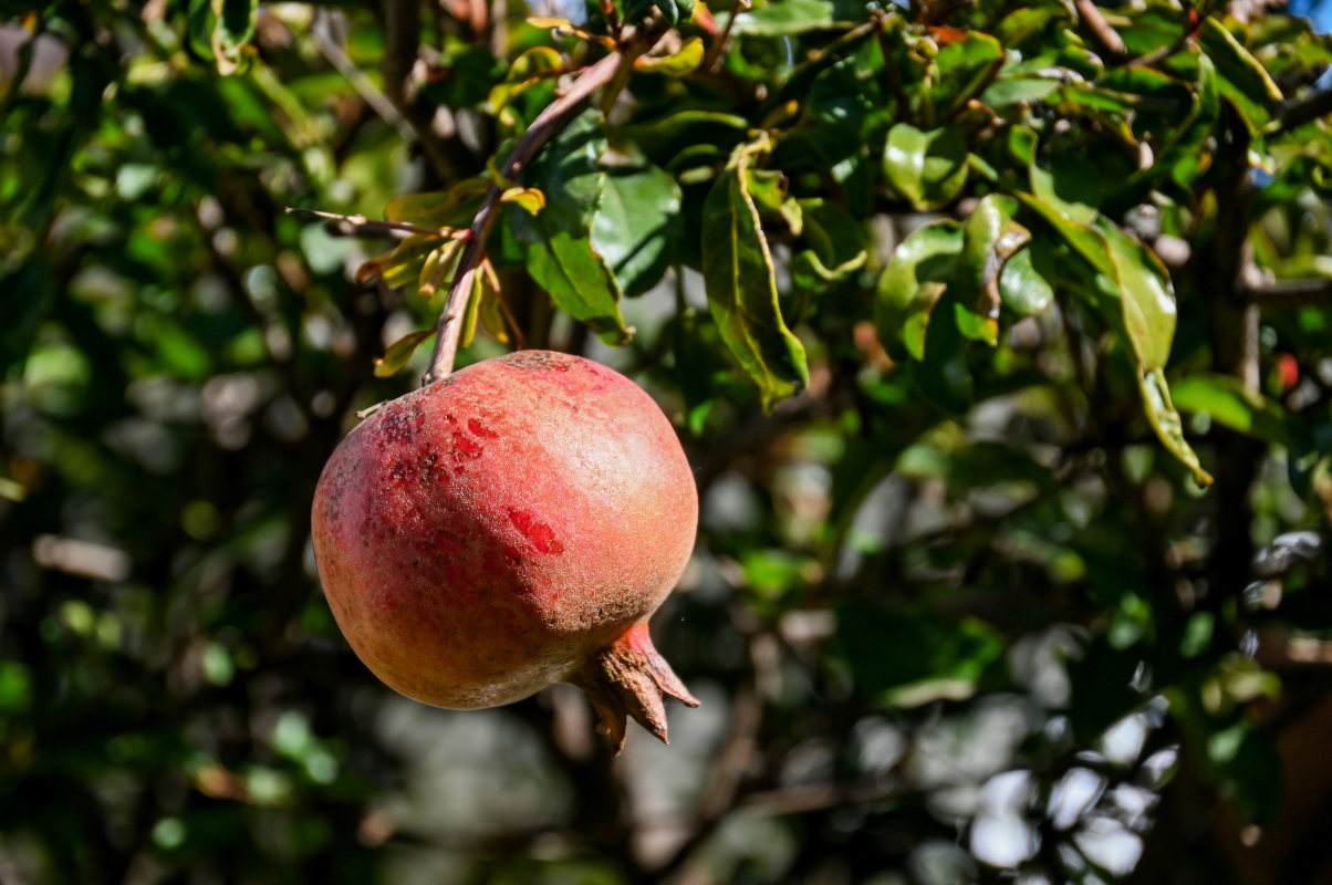 Изображение особи Punica granatum.