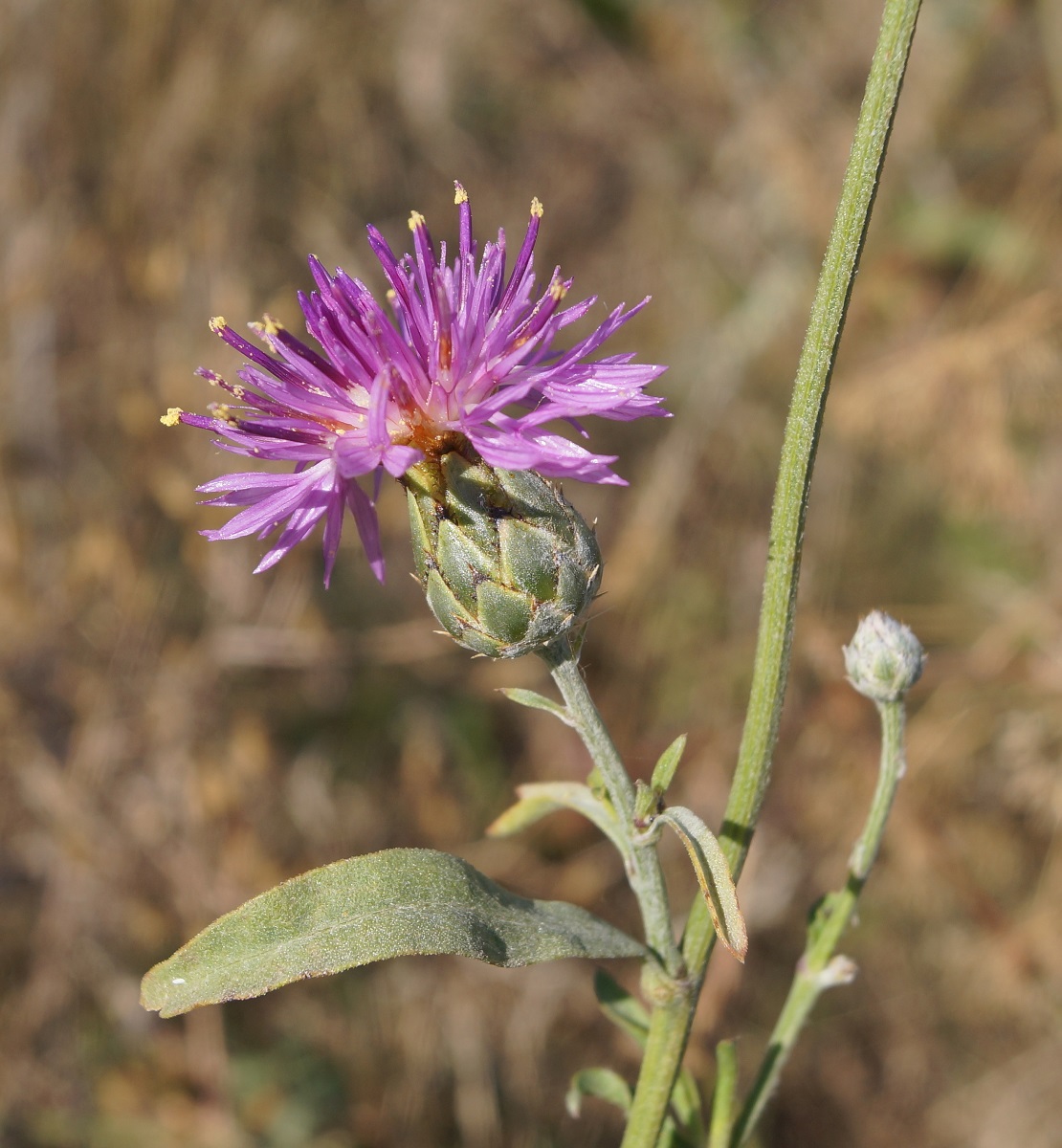 Изображение особи Centaurea adpressa.