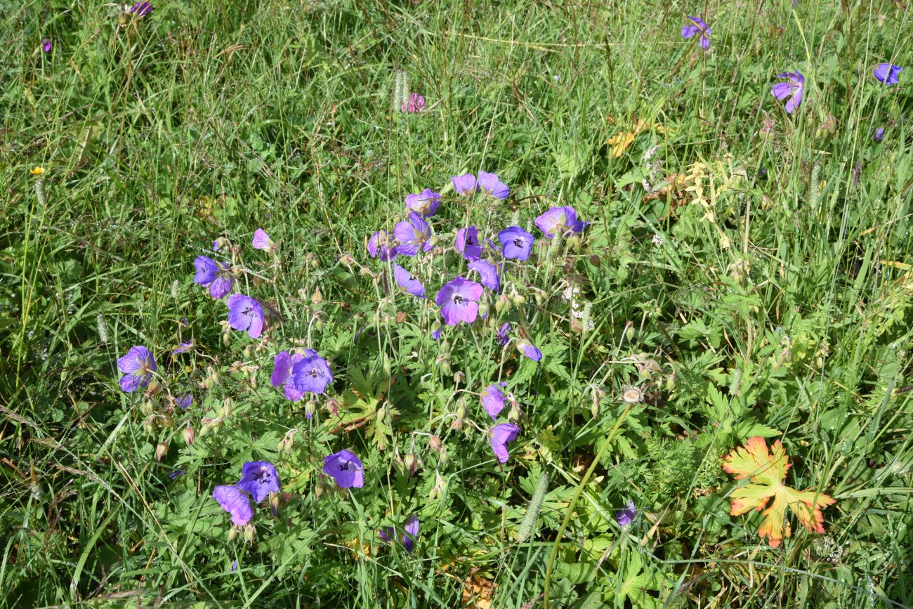 Изображение особи род Geranium.