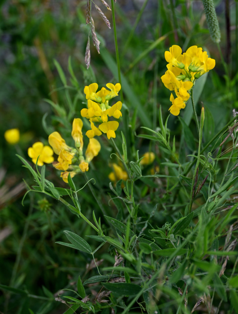 Изображение особи Lathyrus pratensis.