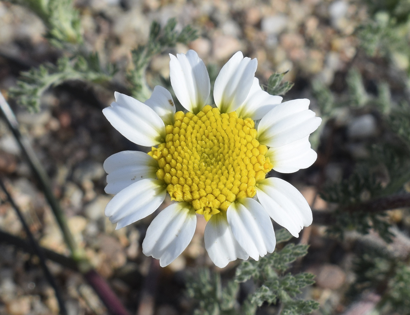 Изображение особи семейство Asteraceae.