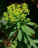 Euphorbia pilosa. Верхушка цветущего растения. Красноярский край, Шушенский р-н, национальный парк \"Шушенский Бор\", ≈ 500 м н.у.м., опушка смешанного леса. 11.06.2022.