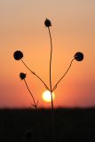 Dipsacus dipsacoides