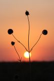 Dipsacus dipsacoides. Верхушка цветущего растения на фоне заходящего солнца. Южный Казахстан, Таласский Алатау, подгорная степь, сай Унгур. 11.08.2010.