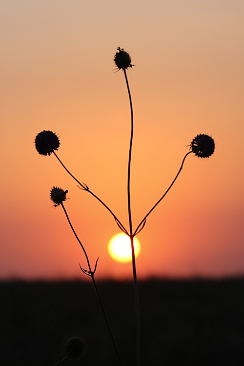 Image of Dipsacus dipsacoides specimen.