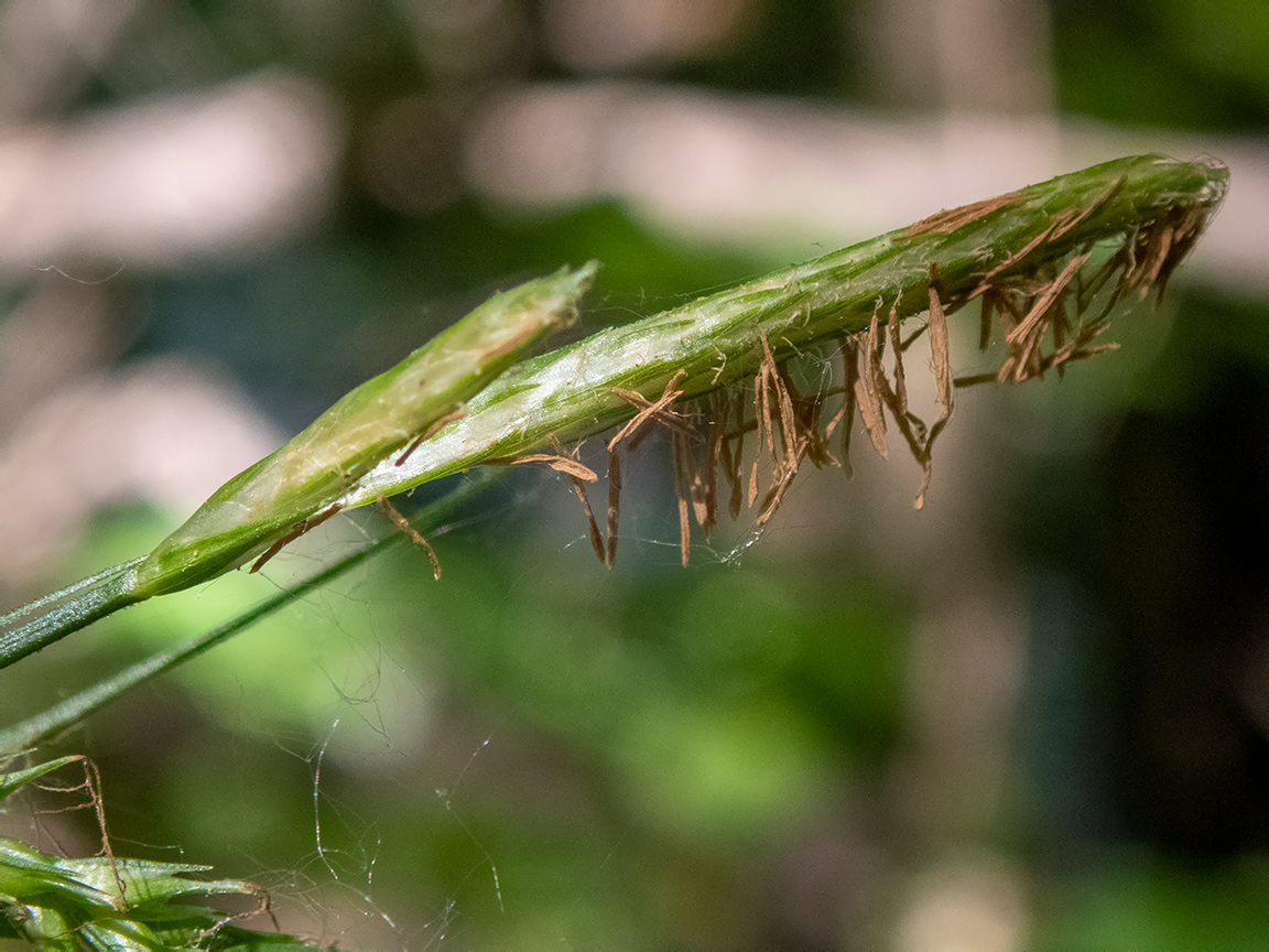 Изображение особи Carex sylvatica.