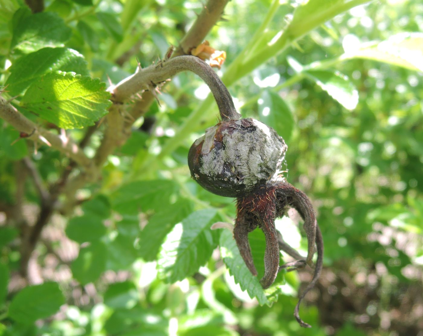 Image of Rosa rugosa specimen.