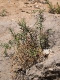 Alhagi maurorum. Плодоносящее растение. Египет, мухафаза Эль-Гиза, г. Эль-Гиза, плато Гиза, каменисто-песчаная пустыня. 28.04.2023.