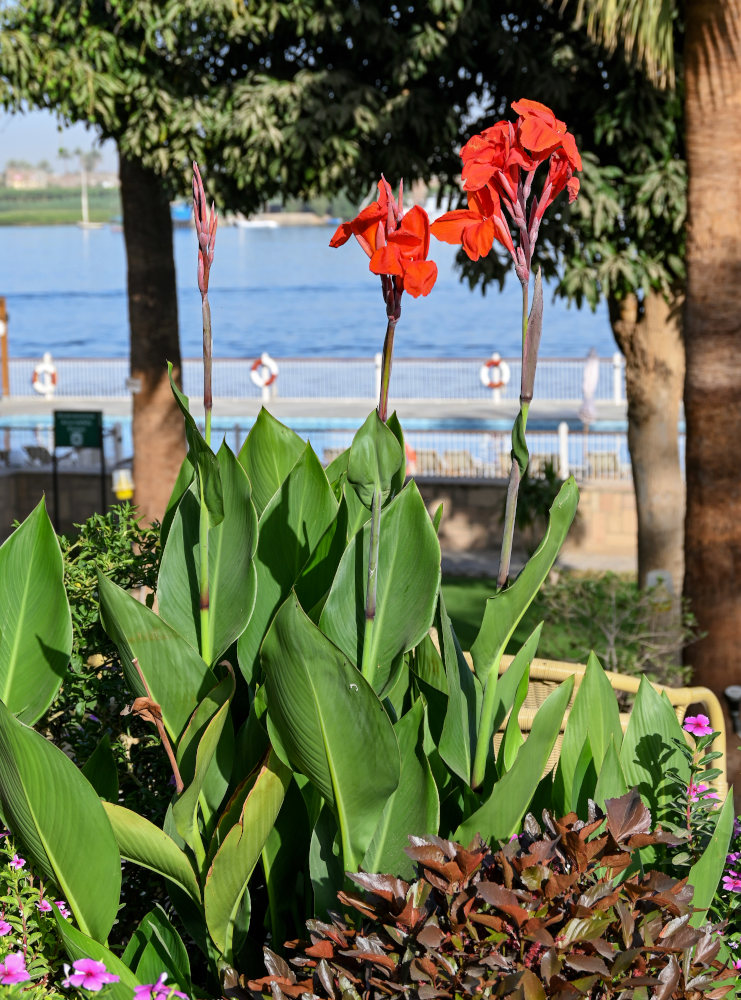 Image of Canna indica specimen.