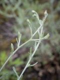 Centaurea diffusa