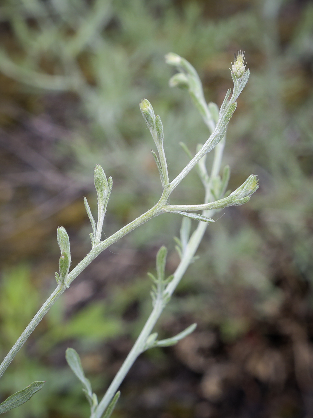 Изображение особи Centaurea diffusa.