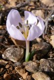 Colchicum triphyllum