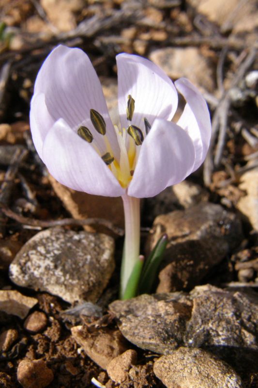 Изображение особи Colchicum triphyllum.