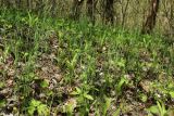 Allium oleraceum