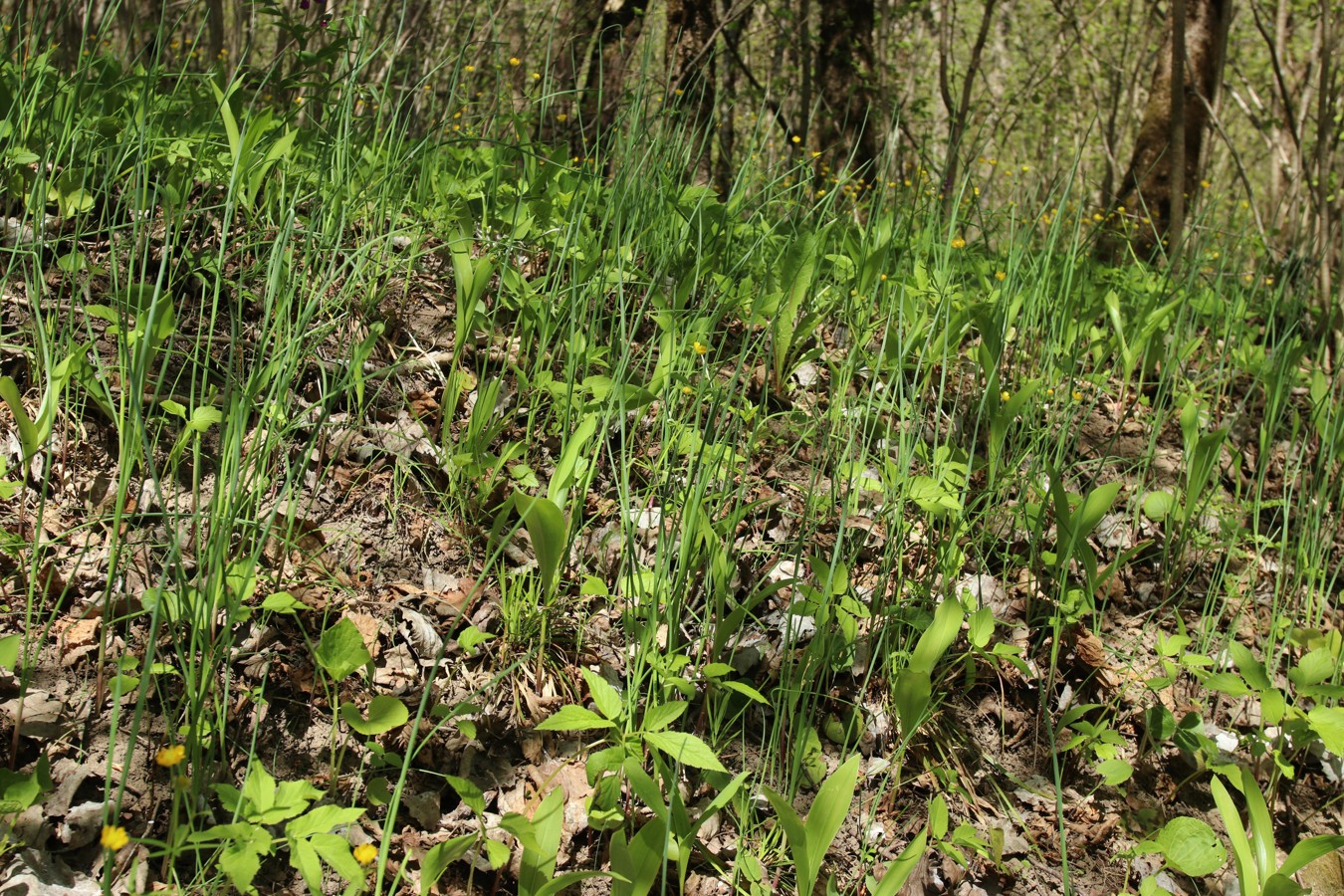 Изображение особи Allium oleraceum.