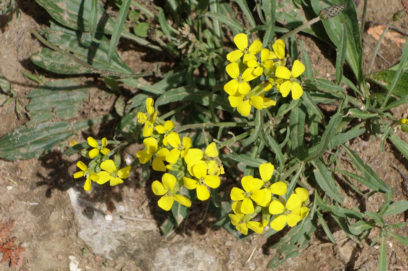 Image of Erysimum canescens specimen.