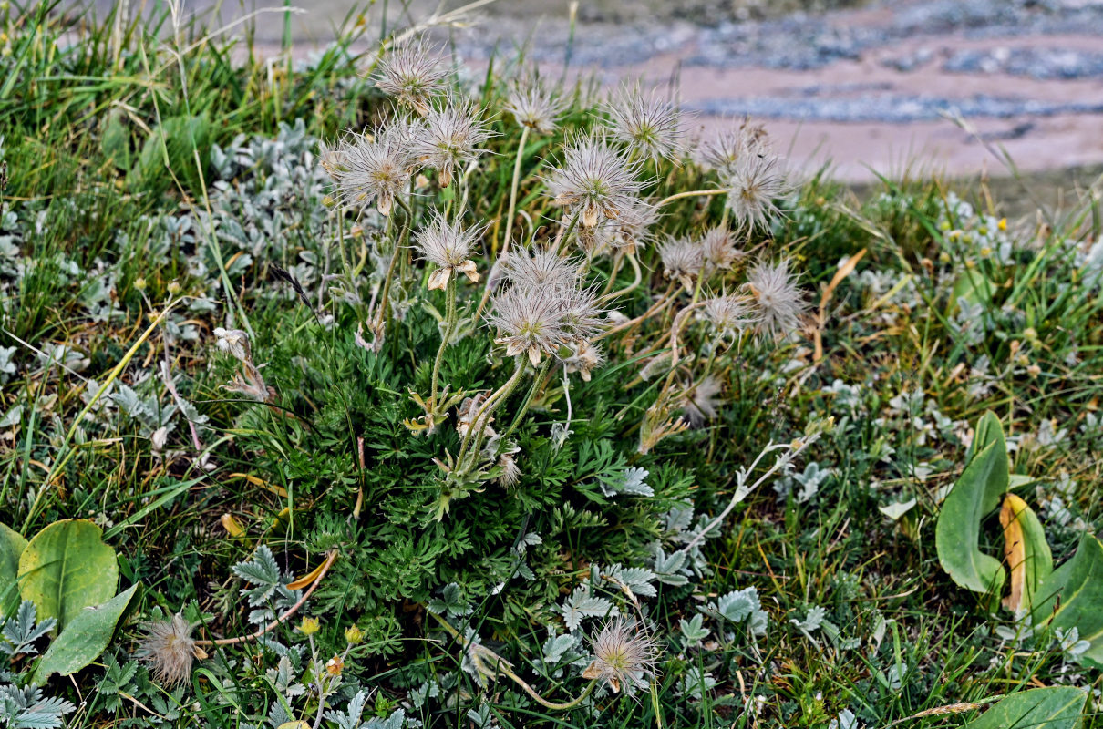 Image of Pulsatilla campanella specimen.