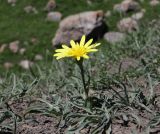 Tragopogon reticulatus