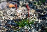 Tofieldia coccinea. Плодоносящее растение. Красноярский край, Таймырский Долгано-Ненецкий р-н, плато Путорана, устье р. Кутарамакан, поросший лишайниками каменистый склон. 26.07.2023.