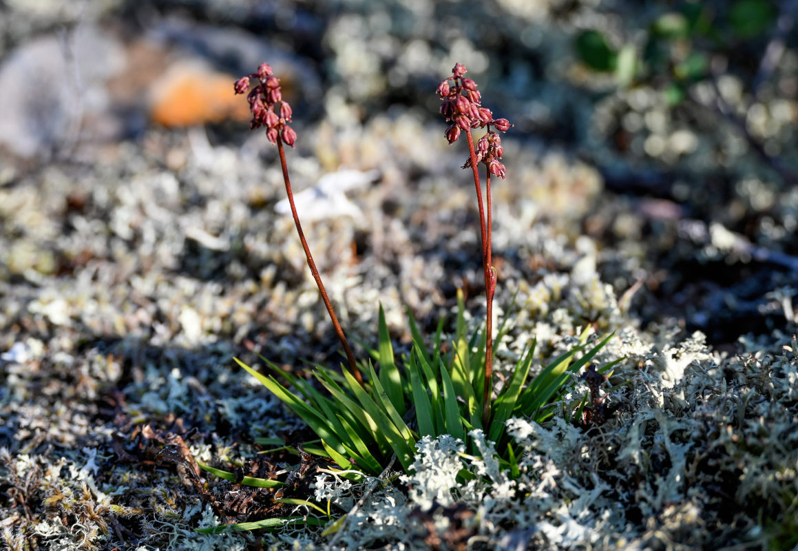 Изображение особи Tofieldia coccinea.