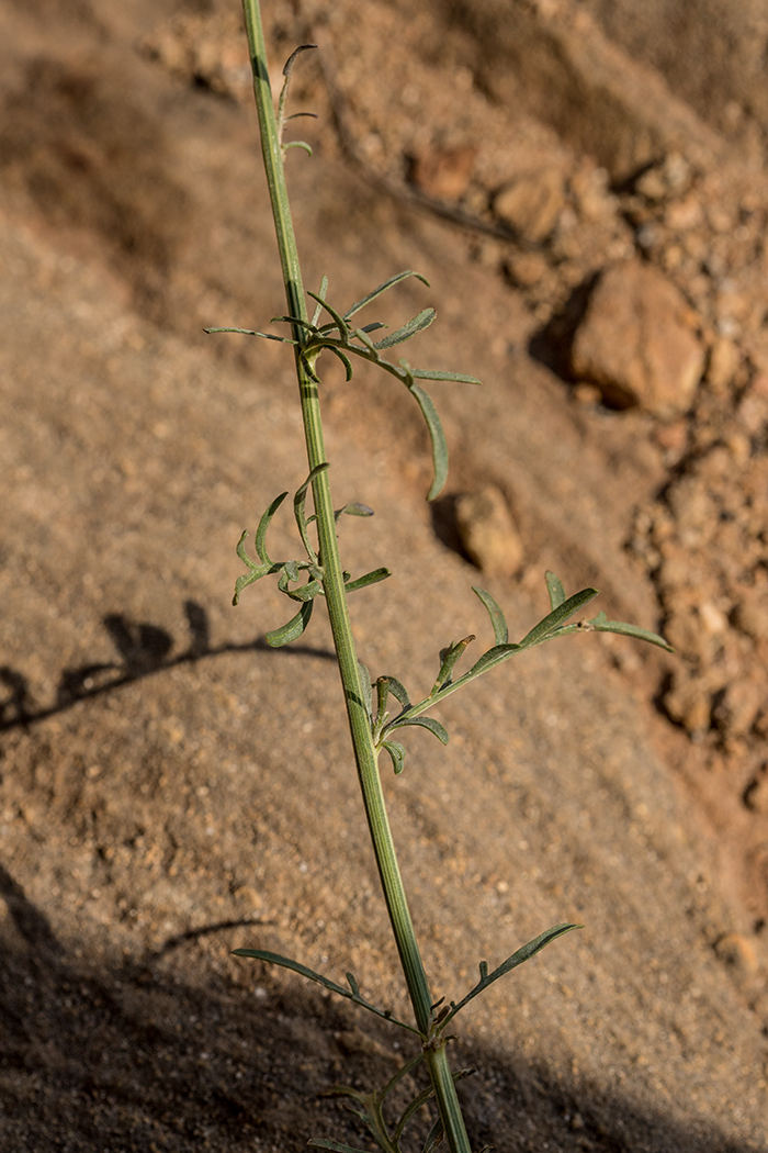 Image of Centaurea adpressa specimen.