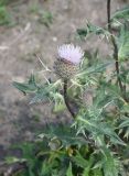 Cirsium buschianum. Верхушка цветущего побега. Чечня, Шаройский р-н, юго-восточный склон горы Чархунышкорт, выс. 2200 м н.у.м, обочина дороги. 7 августа 2023 г.