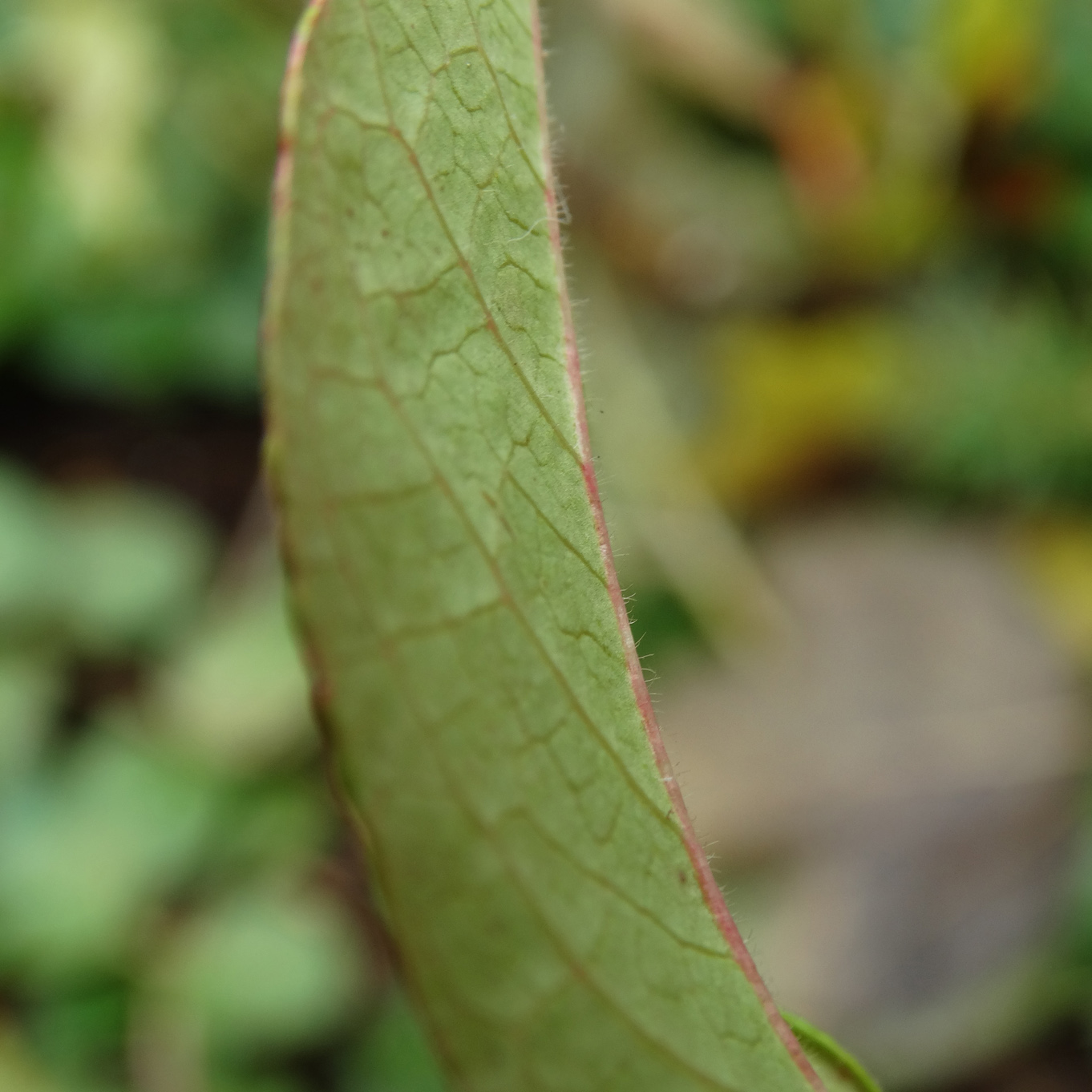 Image of Vaccinium fuscatum specimen.