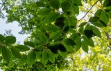 Fagus orientalis