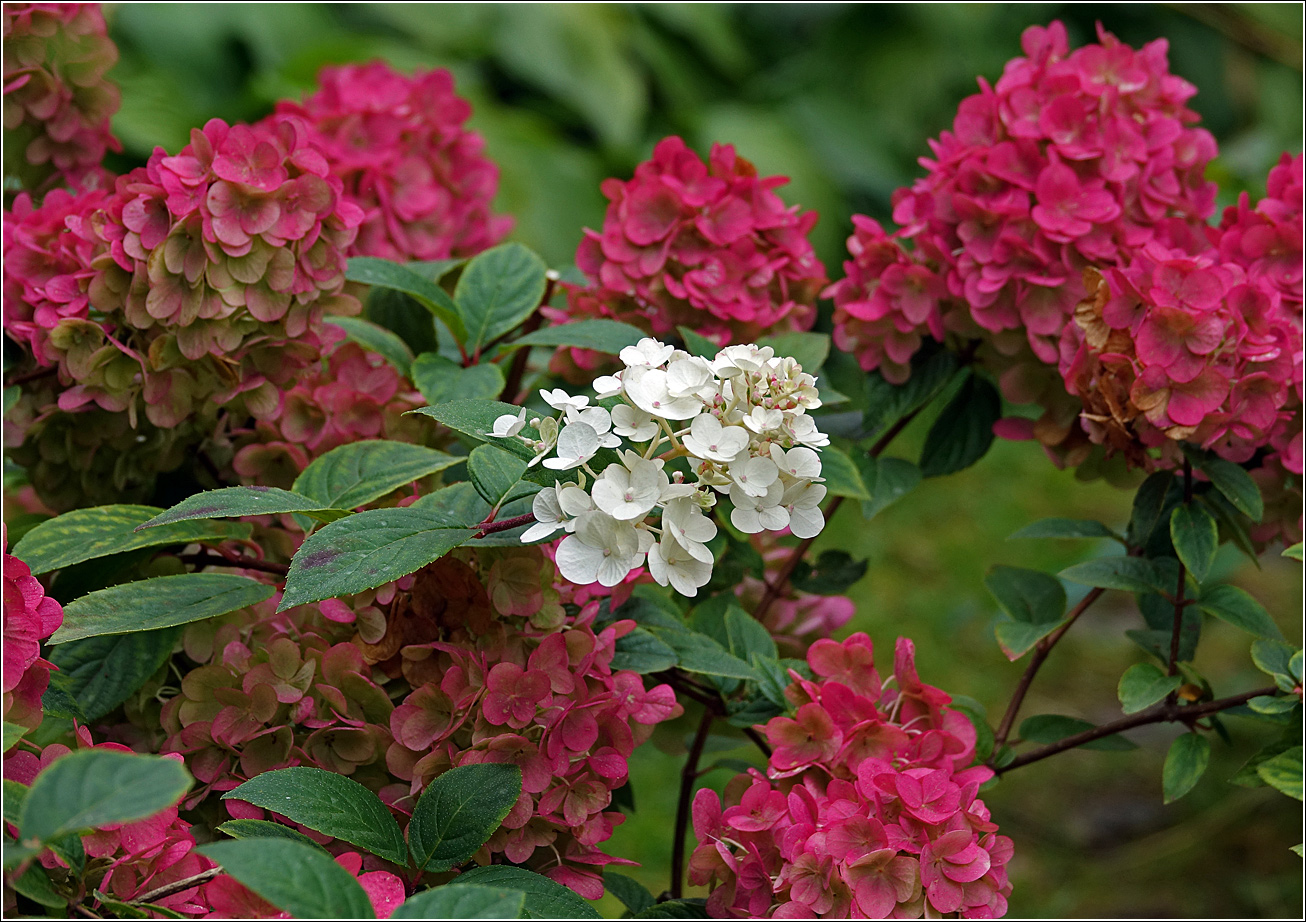 Image of Hydrangea paniculata specimen.