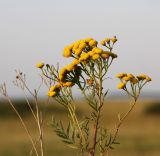 Tanacetum vulgare. Верхушка цветущего растения. Новосибирская обл., Ордынский р-н, с. Новопичугово. Август 2010 г.