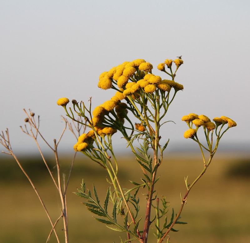 Image of Tanacetum vulgare specimen.