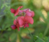 Lathyrus miniatus. Цветок. Чечня, Шаройский р-н, долина р. Цесиахк, окр. с. Цеси, луг. 9 августа 2023 г.