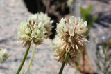 Trifolium repens. Соцветия. Ленинградская обл., г. Приморск, окр. кирхи Св. Марии Магдалины, берег бухты Катерлахти, между каменными плитами у основания звонницы. 11.06.2023.